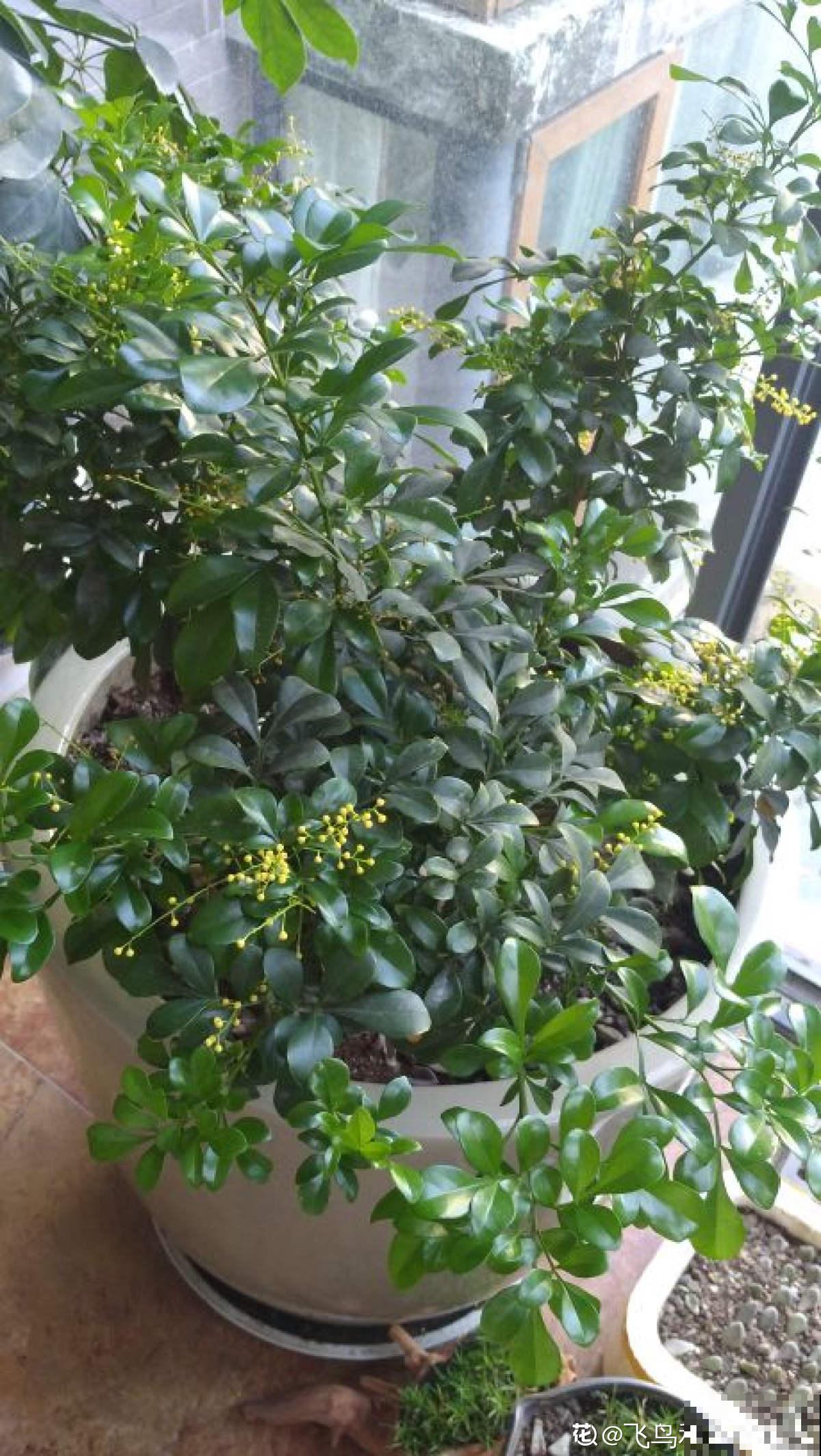 大水缸里面种花，花长得更健壮，养家里就是传家宝！