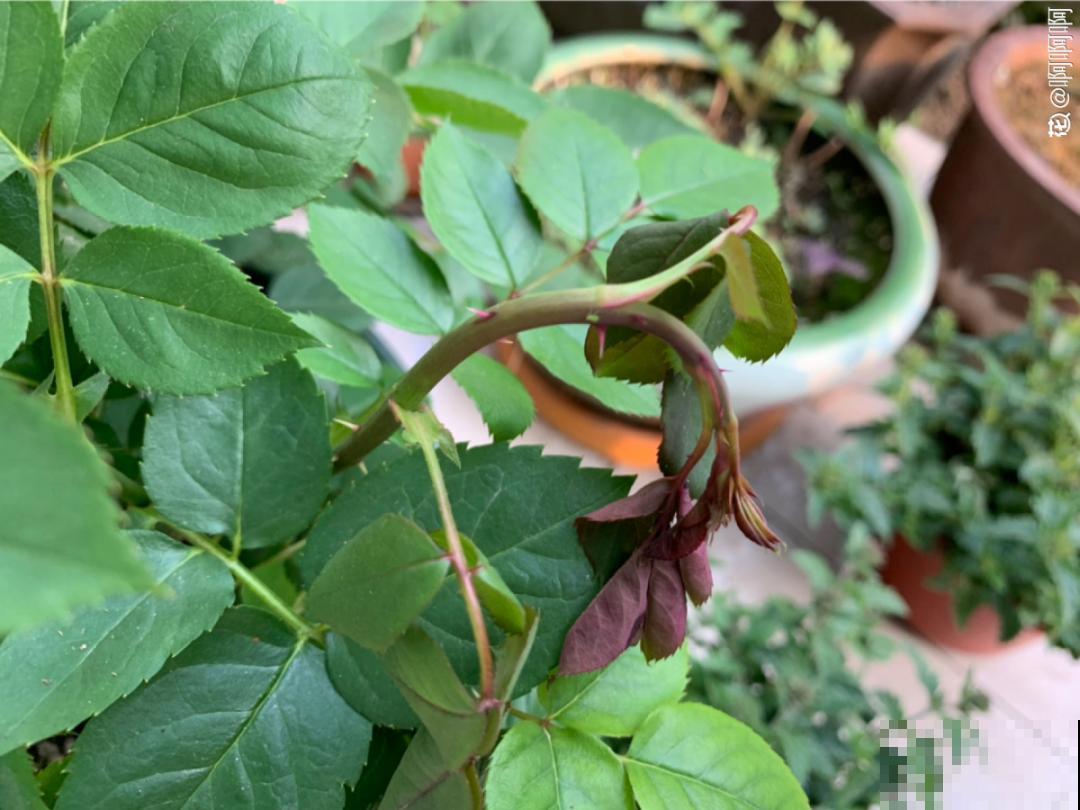 惊蛰之后，小虫乱飞，教你16种杀虫方法