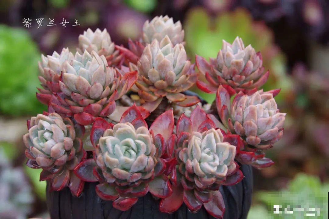 多肉要是养好了，精致得像艺术品，光看就很满足了