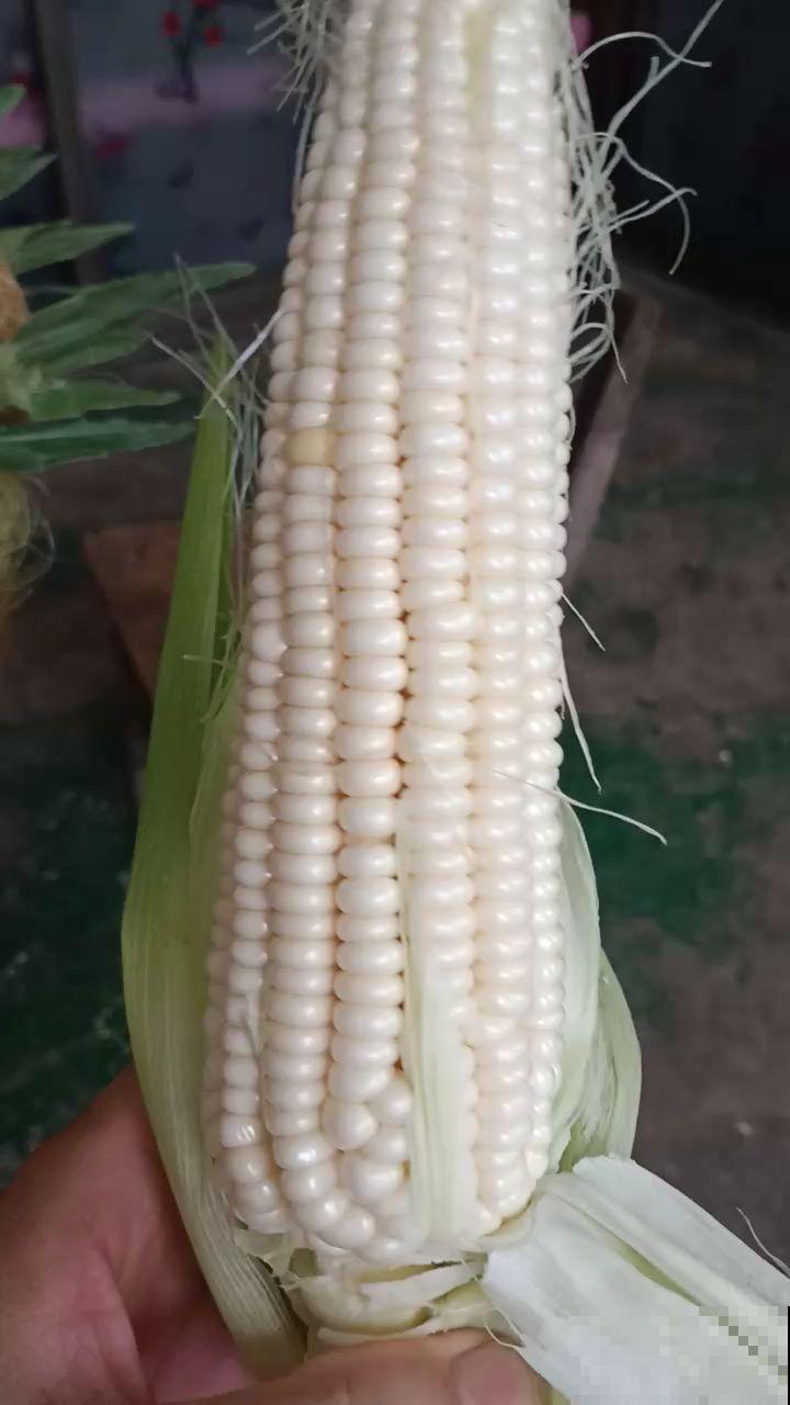 玉米种类越来越多,都有什么区别?选对了才能吃得健康 玉米种类越来越多,都有什么区别?选对了才能吃得健康