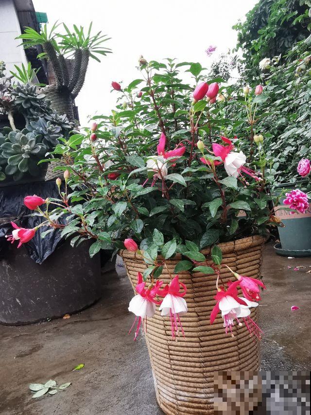 12月份养倒挂金钟，注意4个问题，开花爆盆没问题