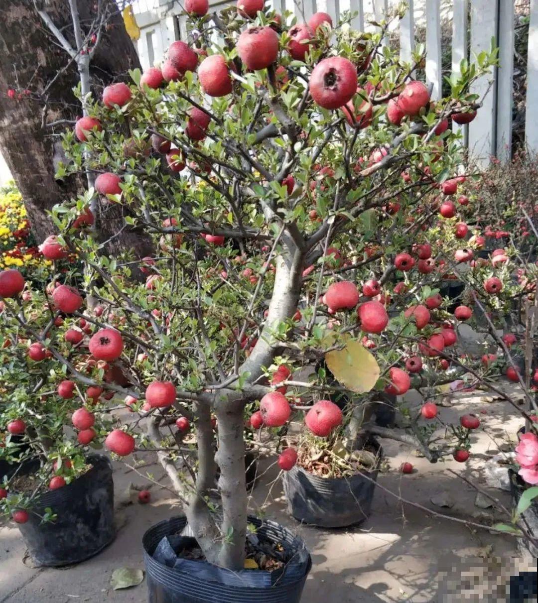 1盆苹果卖300块,为啥这么贵,难道是金苹果? 1盆苹果卖300块,为啥这么贵,难道是金苹果?