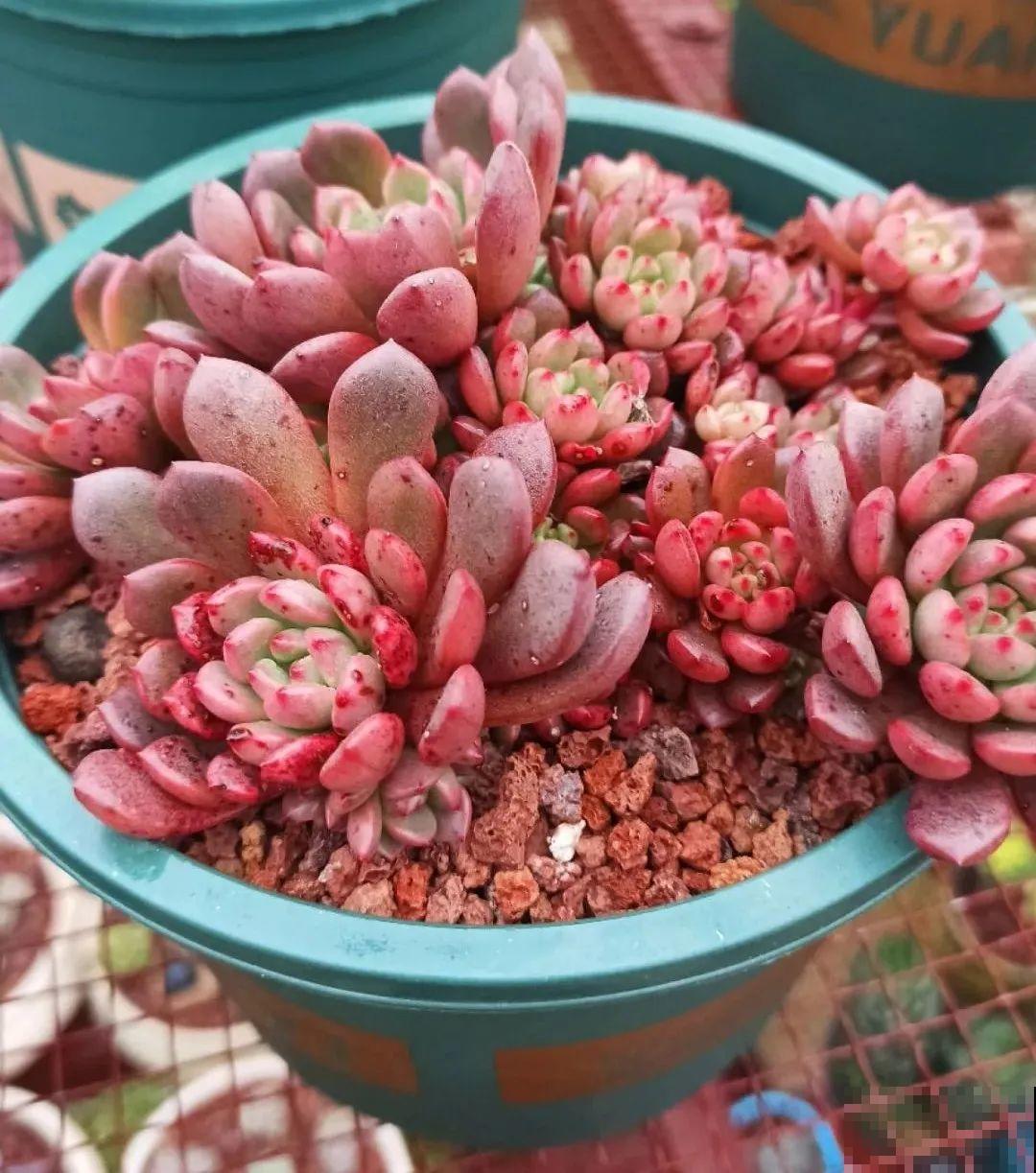 多肉养在大盆里,就是豪横霸气,棵棵大得像白菜 多肉养在大盆里,就是豪横霸气,棵棵大得像白菜