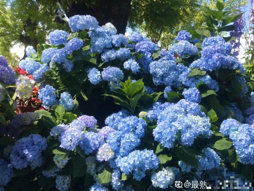 春天花要苏醒了，快施肥，新芽狂窜不断