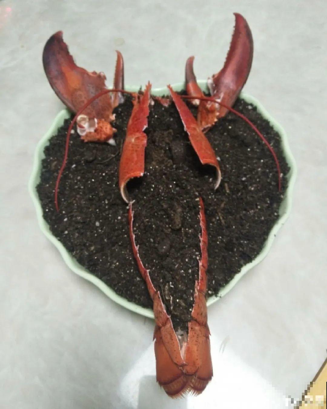 鱼肠肥、大骨粉，现在埋几勺，春天开花上百朵