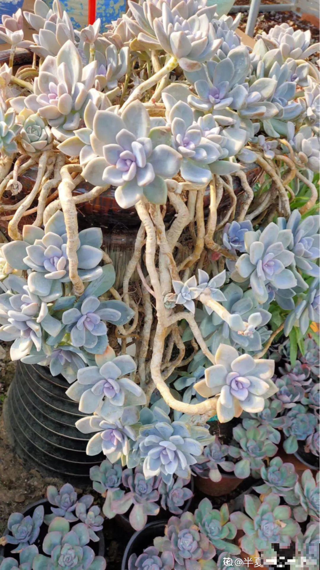 超级耐旱花，整个冬天不浇水，还能胖一圈！