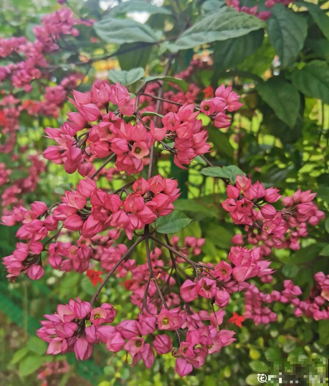 21种牛气花，来给你拜年啦~