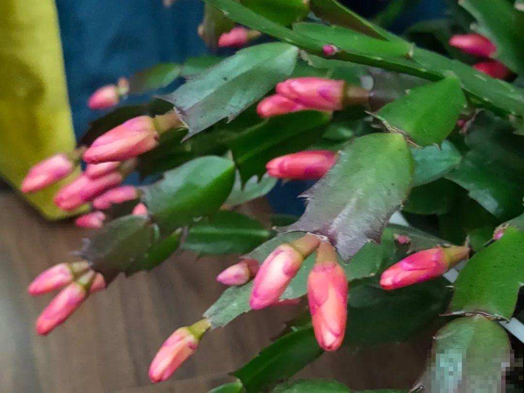 光照不好不要紧，浴霸照一照，花开爆盆！