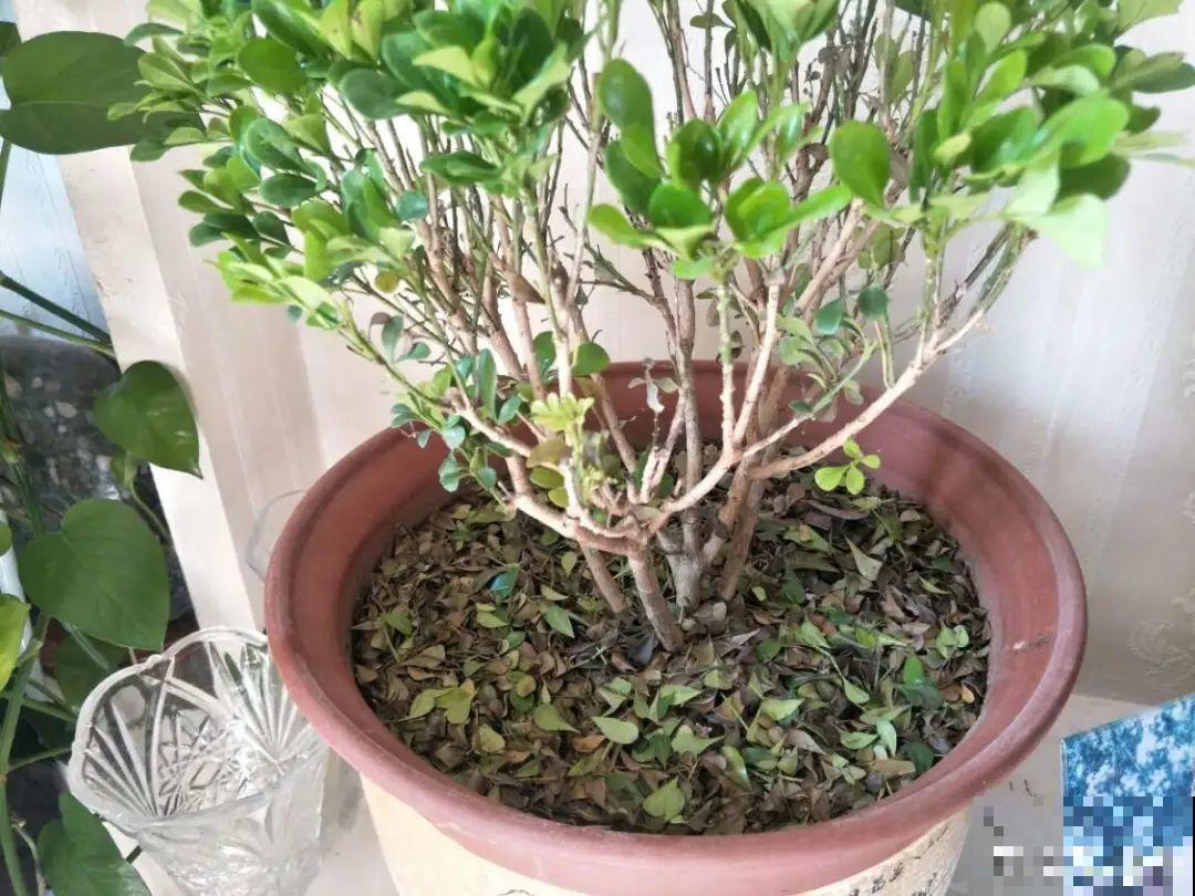 米兰要慎养，掉叶子第一名，光杆很难救活！