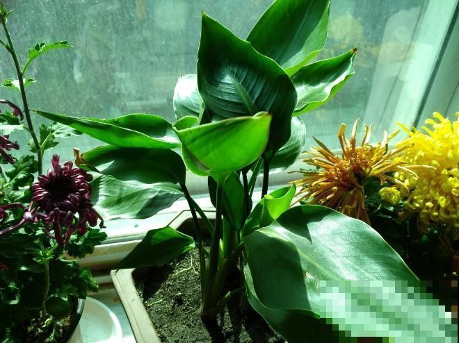 这种花开花似“仙鹤”，掌握养护要点，盆盆仙气十足！