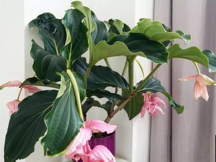 养护宝莲花，记住5个养护技巧，高档又有格调！