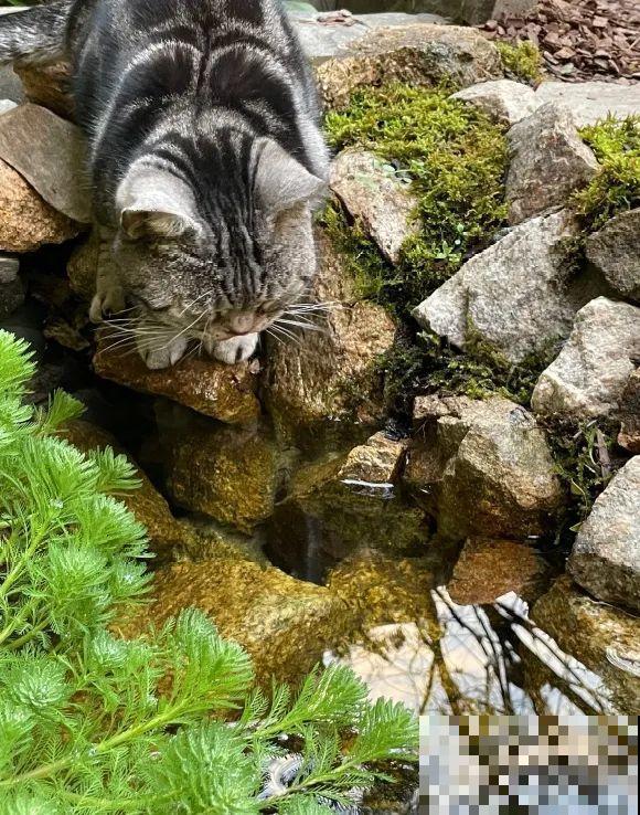 院子里挖了条小溪，做成水景美如画，看一整天也不烦