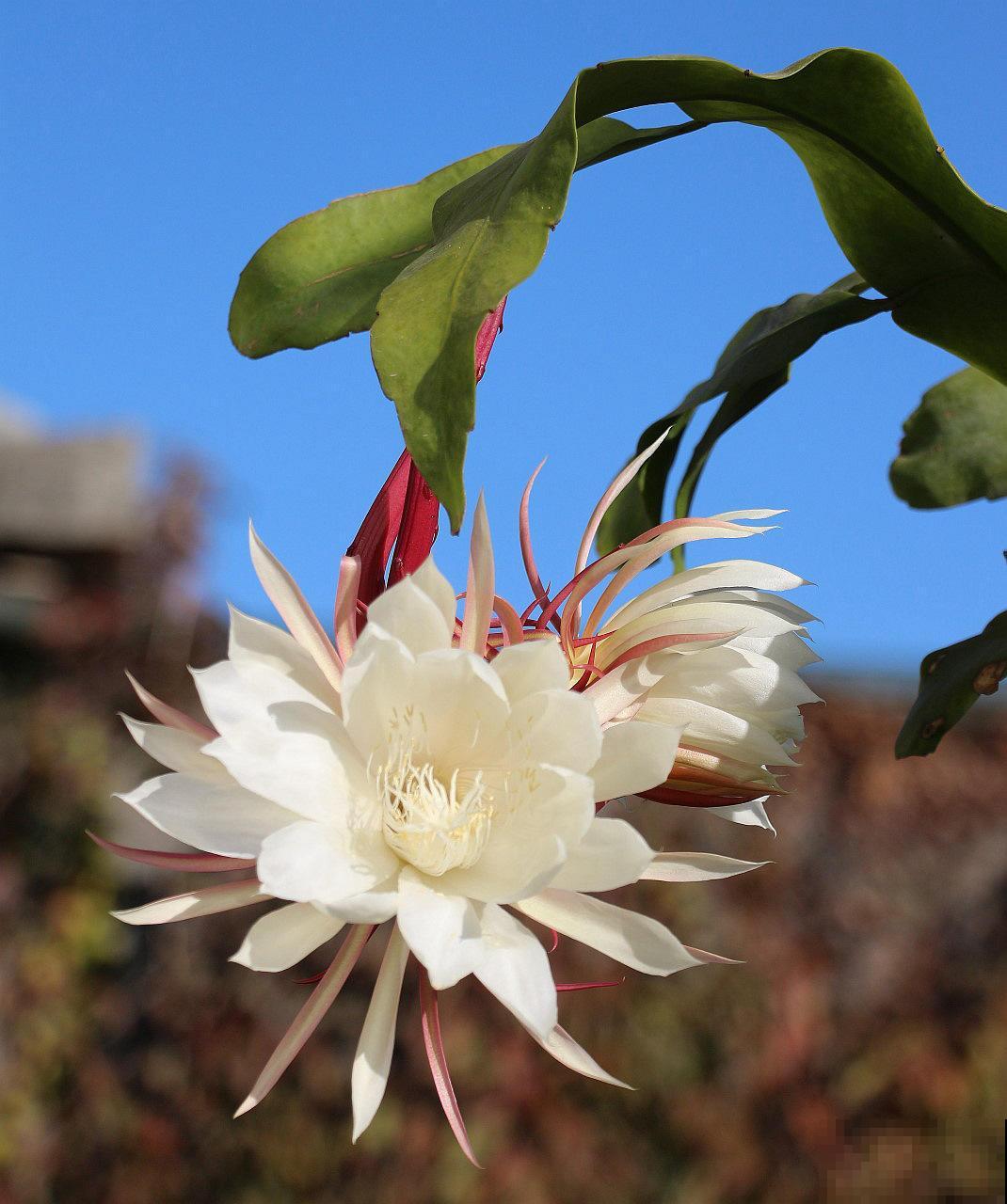 5种奇花异草，太罕见了，好看又有个性！