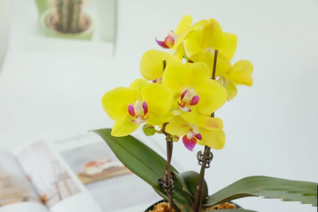 5度以下,常见的21种花必须断水,不然都烂根了 5度以下,常见的21种花必须断水,不然都烂根了