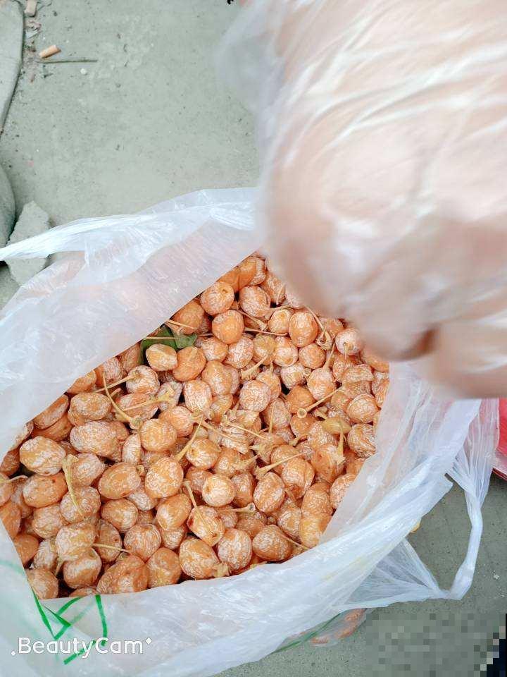 白果挂满银杏树枝头，有人说大补，有人说有毒，到底能不能吃？