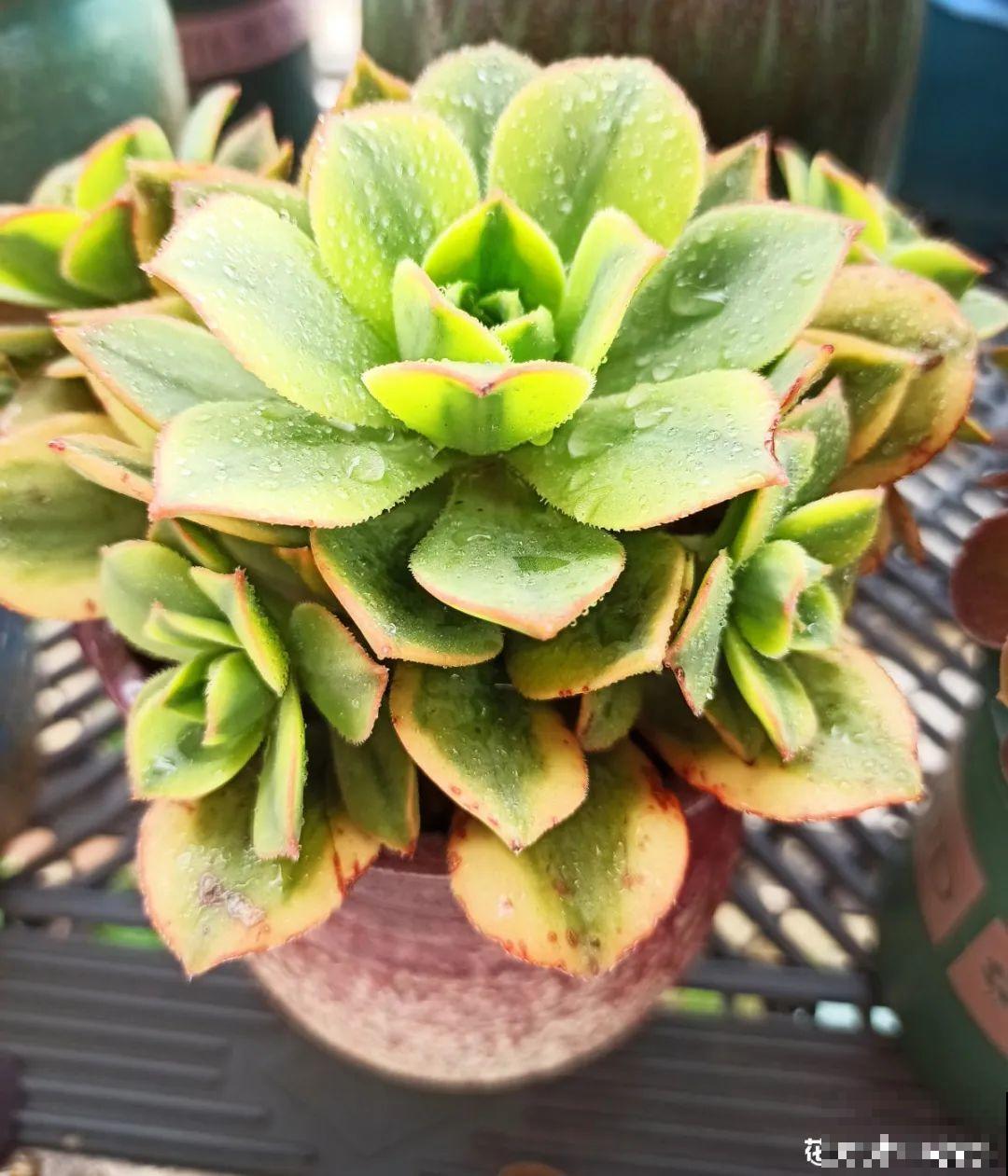 包邮区的多肉，1年就开挂了，完美逆袭