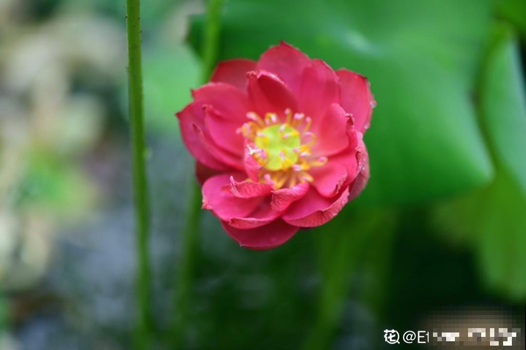 12个月的花历，常见植物花期都在这，看完再也不错过花期