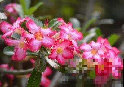 冬天养沙漠玫瑰?4件事千万别干,才能平安度过寒冬! 冬天养沙漠玫瑰?4件事千万别干,才能平安度过寒冬!