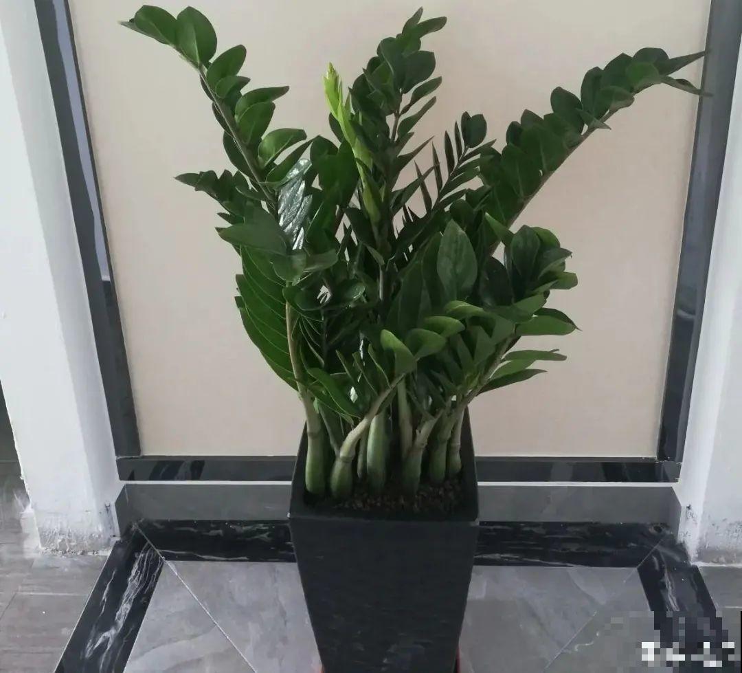 虎皮兰扒层土，嗖嗖冒芽，长得特旺