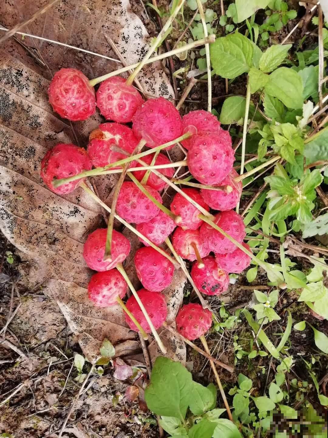 在家养一盆小众的四照花，掌握4点养护方法，观赏性太高了！