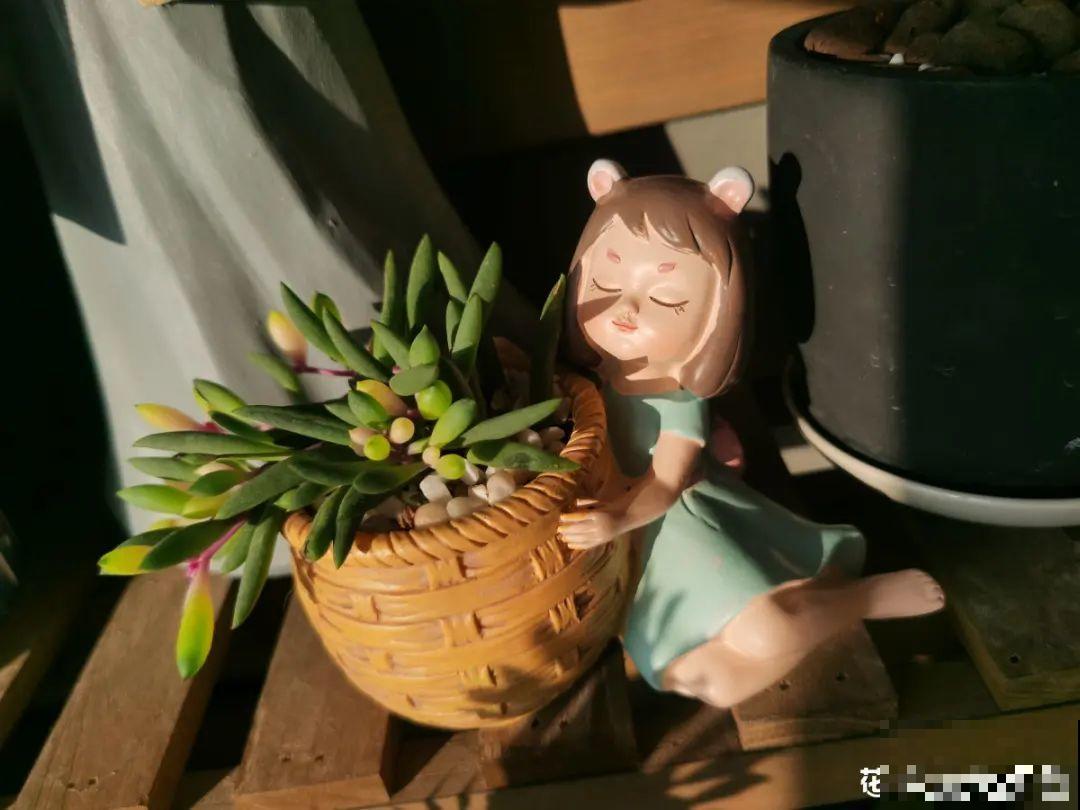 养花一定要选对盆，花盆选不对，花就长不好