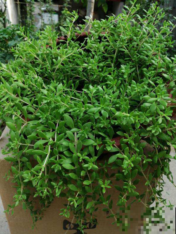 垂盆草生命力顽强，做好这4点，轻松长爆盆！