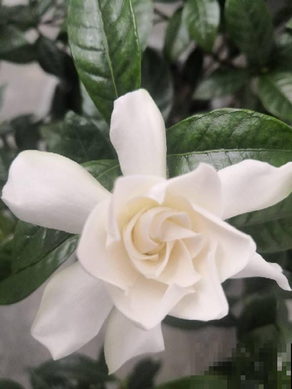 在还没有进阶养花大神时,4种花还是要慎买,基本上买一盆死一盆 在还没有进阶养花大神时,4种花还是要慎买,基本上买一盆死一盆