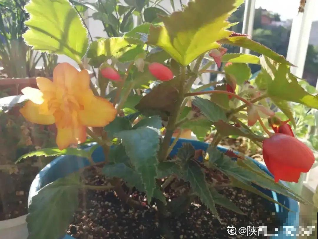 1种花不能用大盆，盆越小，水越少，开花更爆盆！