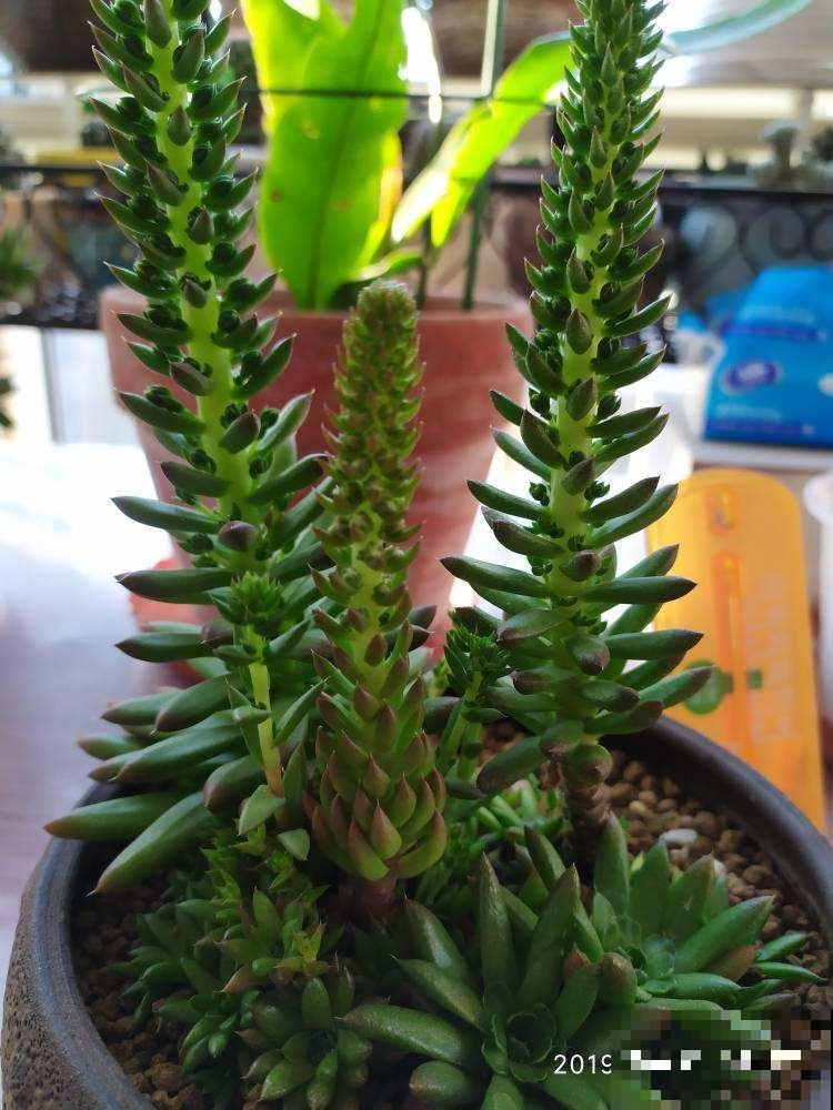 3种花不用花钱买,野外挖一棵,回家也能养爆盆 3种花不用花钱买,野外挖一棵,回家也能养爆盆