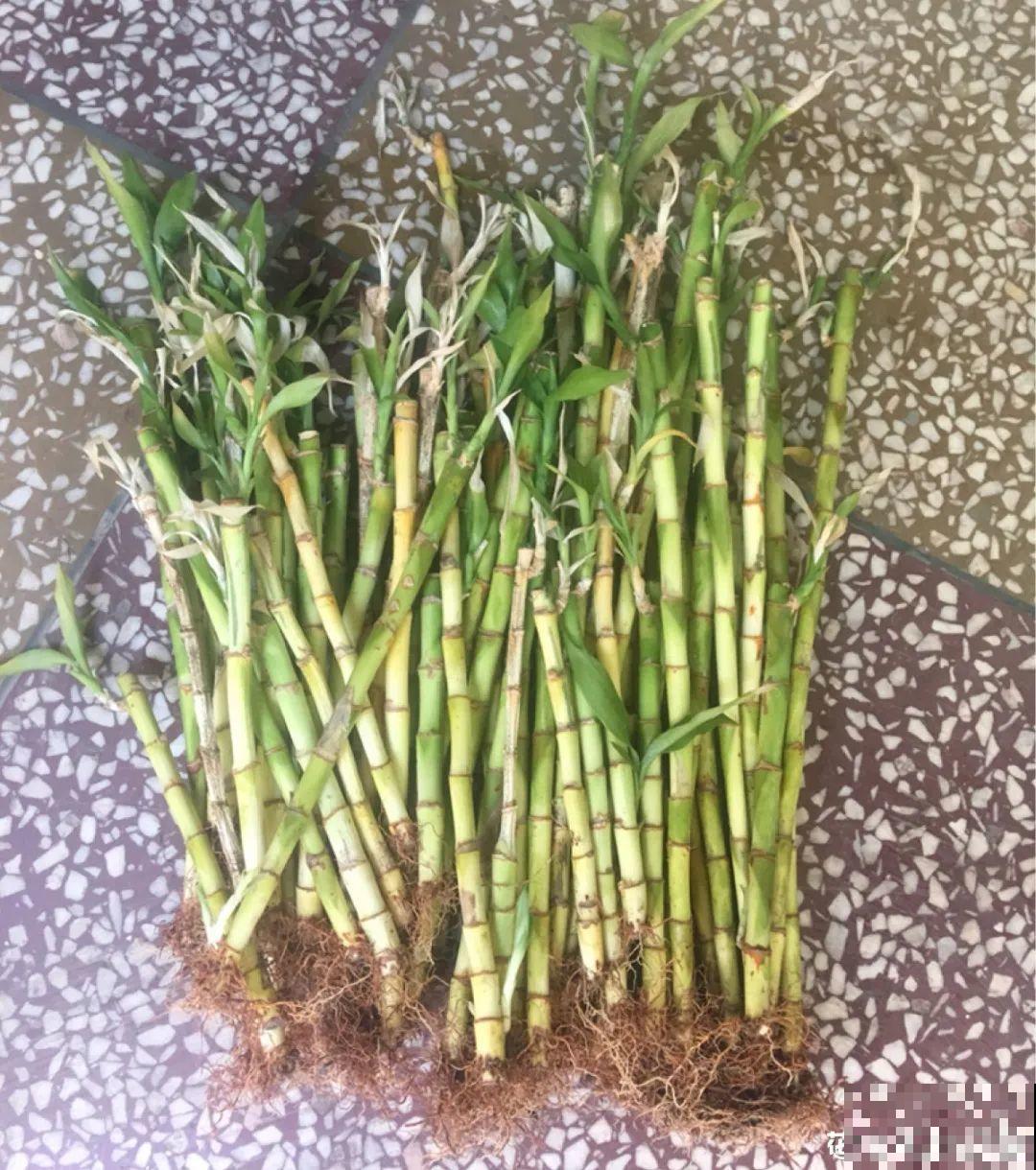 路边别人丢的大花盆，看着眼馋，好想捡回家