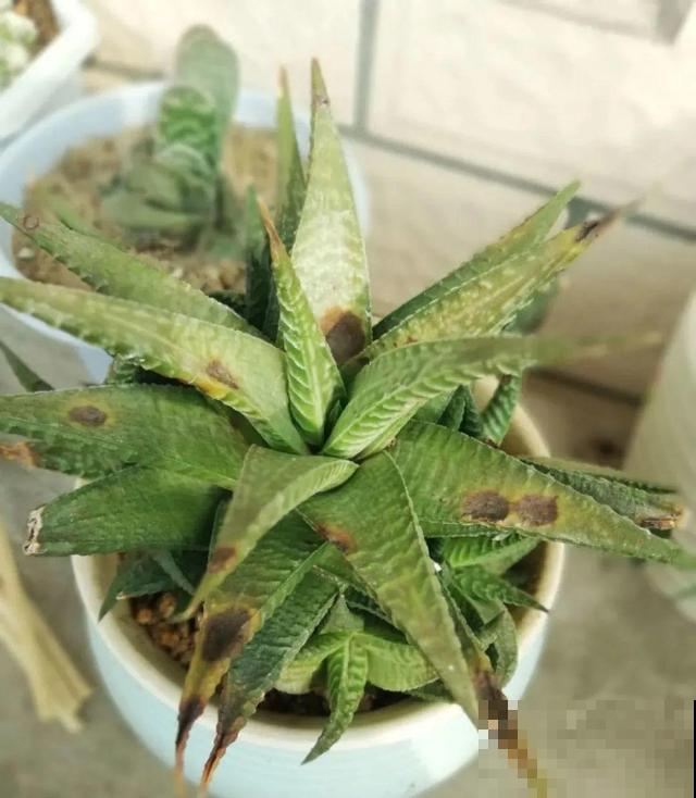 家里养这10种花,冻伤了要赶紧救,晚了就救不回来了 家里养这10种花,冻伤了要赶紧救,晚了就救不回来了