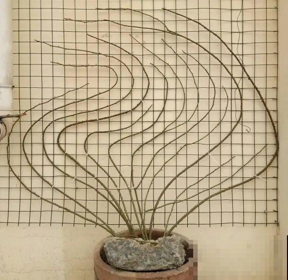 月季12个月计划表，按照这个养，大花墙不是梦！