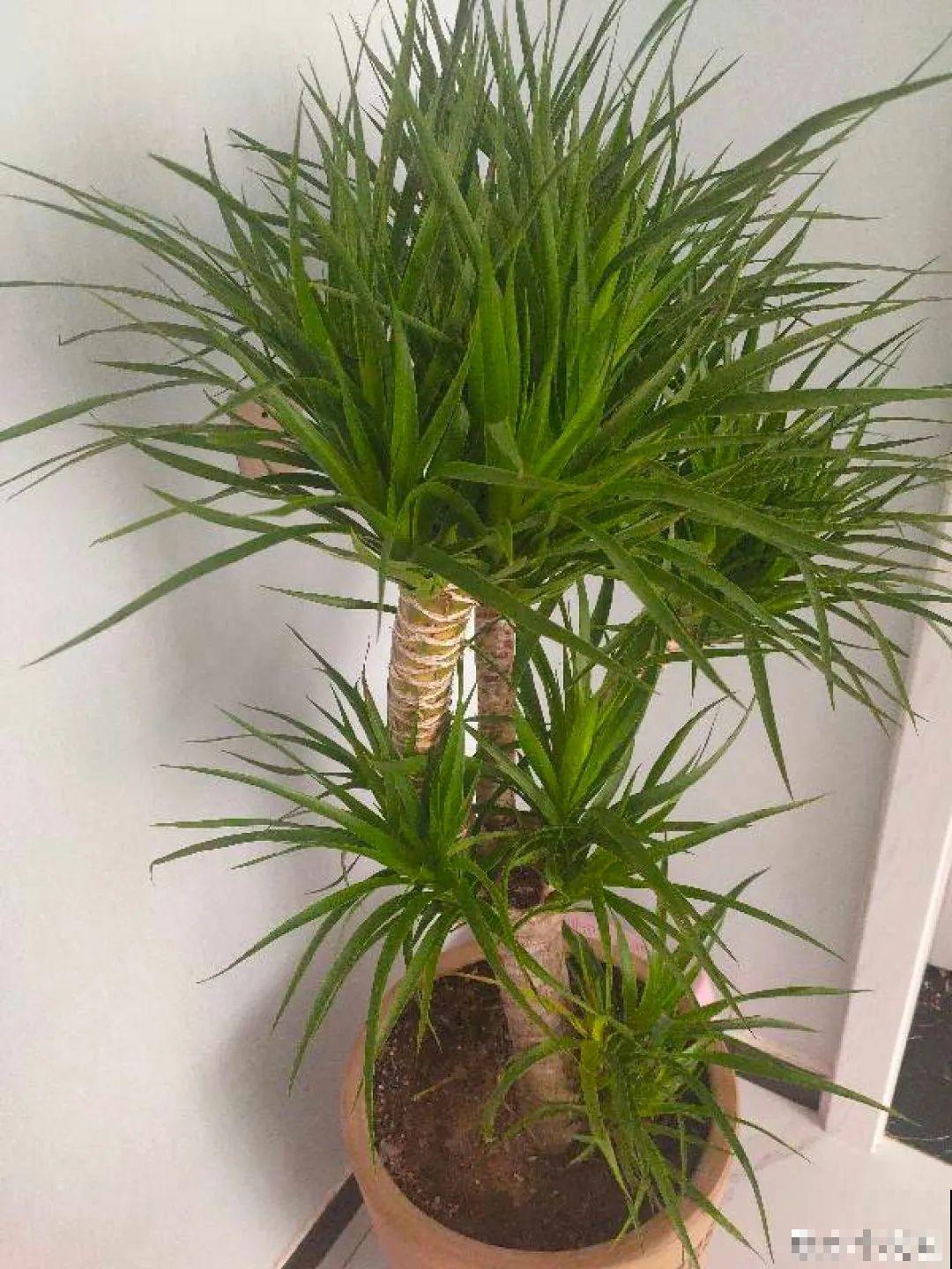 24种花,净化空气最厉害,绿萝竟然倒数! 24种花,净化空气最厉害,绿萝竟然倒数!