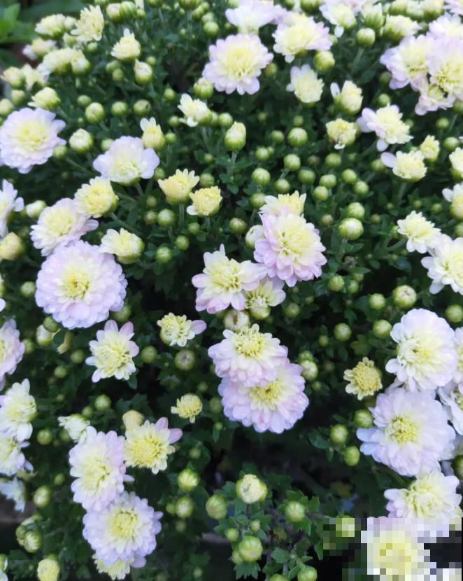 上万块的蟹爪兰，开花像烟花，养过的人不多