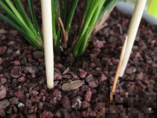 把筷子插进花盆里?解决养花问题,花越养越精神! 把筷子插进花盆里?解决养花问题,花越养越精神!