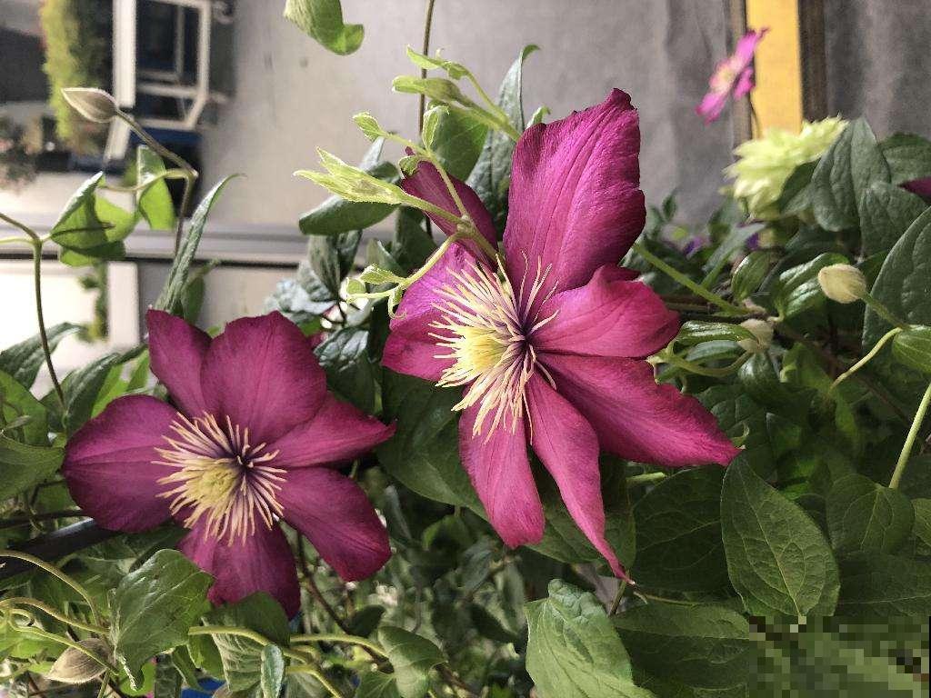 养不好铁线莲？掌握3点养护方法，轻松“爬满”整个阳台