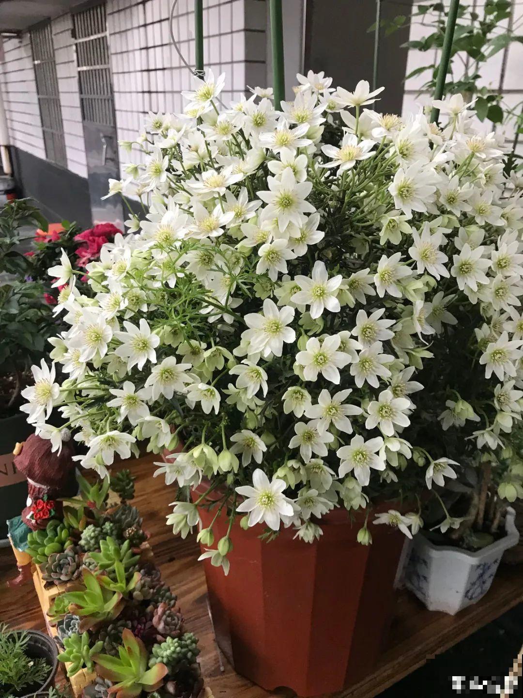 7种花，现在绝对不能剪，剪了一年不开花！