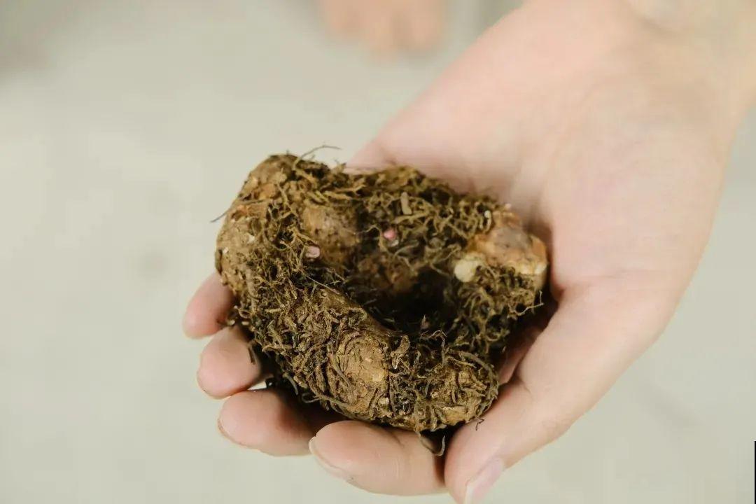 1种花不能用大盆，盆越小，水越少，开花更爆盆！