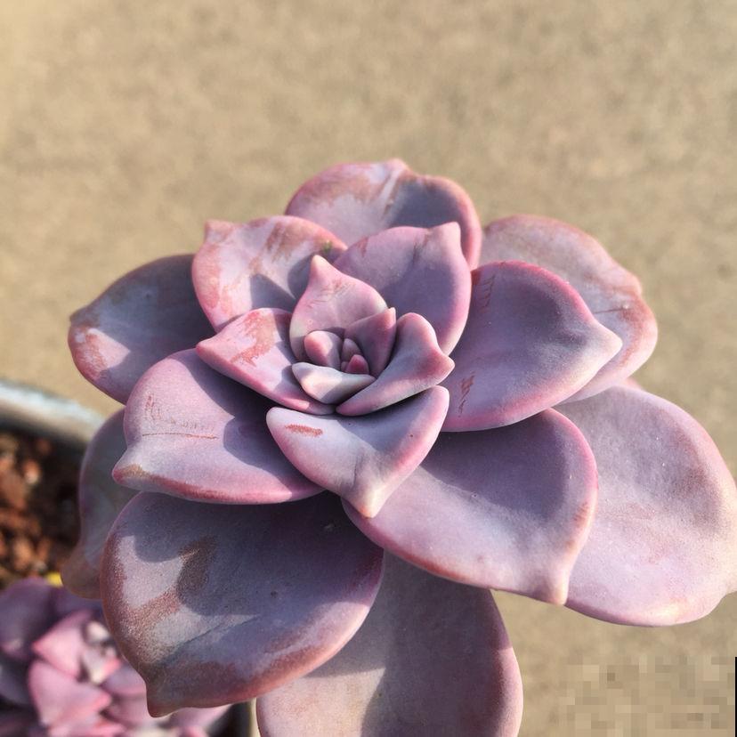 多肉中的爆盆“战斗机”，新手也能养出状态，简直没缺点！