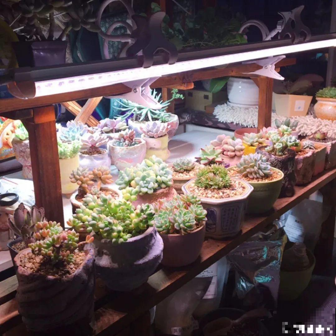 腊月养花禁忌，一定要保暖，不然花很快就死