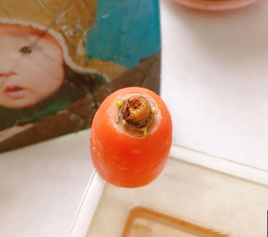 吃完的菜根切下来，埋土里就冒芽，以后不用买菜了！