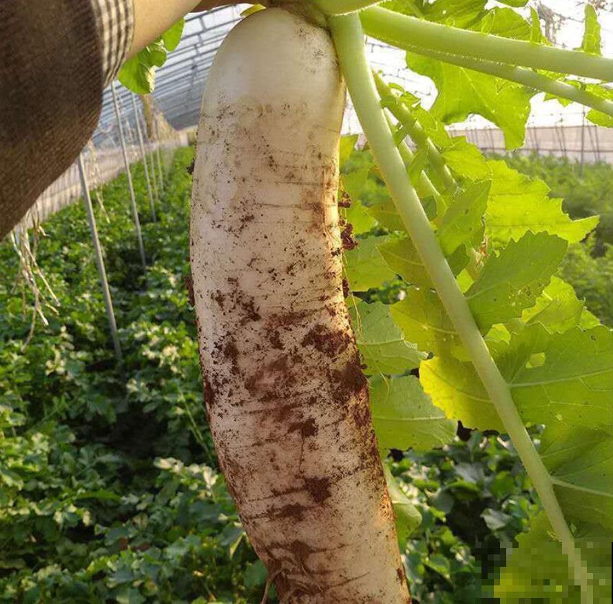 冬天就爱囤菜？教你3种保鲜法，放上多久都没问题！