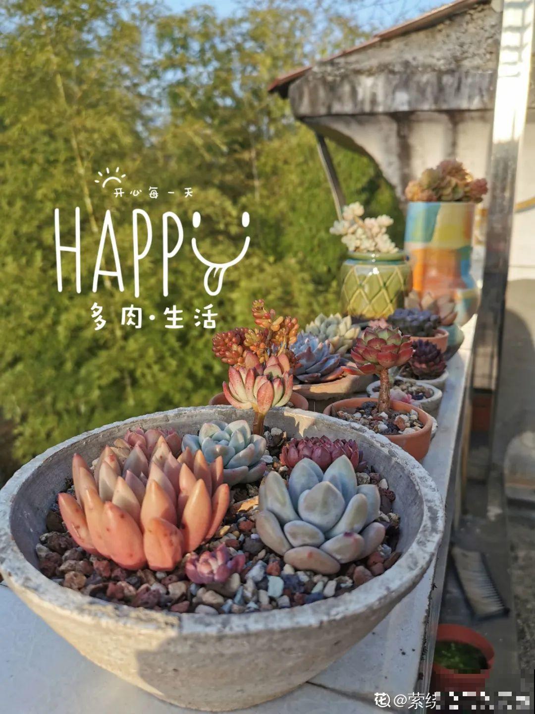 我在村里种多肉,盆盆状态美如画,城里人眼馋 我在村里种多肉,盆盆状态美如画,城里人眼馋