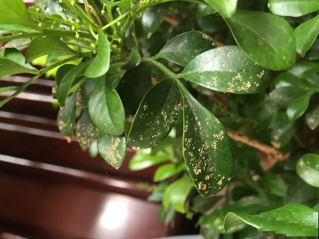 自制“增亮剂”，给花叶子擦一擦，亮的照人影