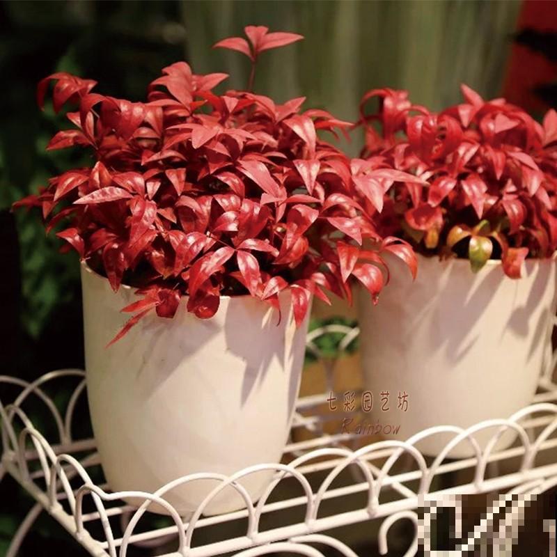 不常见的5种绿植，养过3种就是大神，你养了几种？