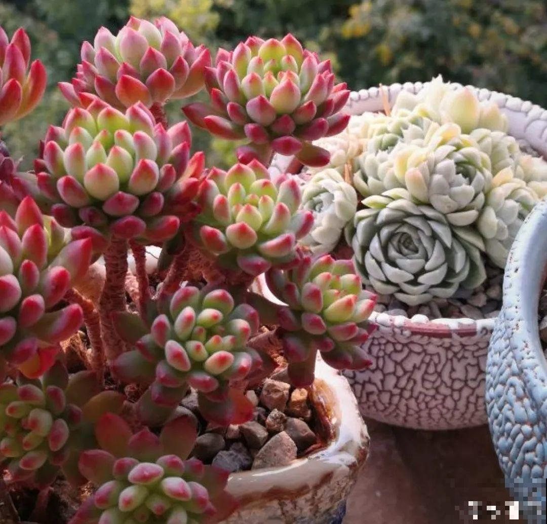 寒潮过后,多肉美出天际,颜色鲜艳明亮,真馋人! 寒潮过后,多肉美出天际,颜色鲜艳明亮,真馋人!