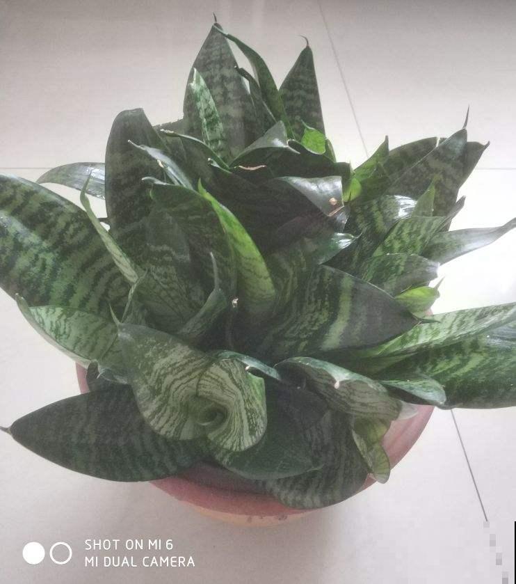 过年植物也要大扫除，经常擦叶子，植物吸收更好