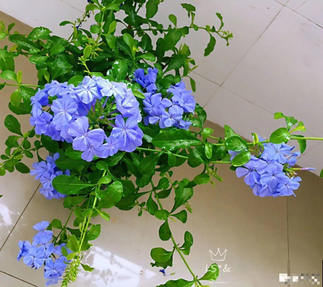 2020年的网红花，养过一半就是大神，你养过几种？