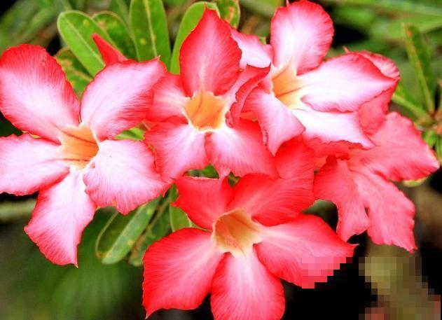 冬天养沙漠玫瑰?4件事千万别干,才能平安度过寒冬! 冬天养沙漠玫瑰?4件事千万别干,才能平安度过寒冬!