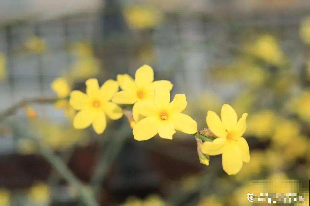 16种花，能养成传家宝，养个几十年没问题